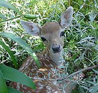 Mesopotamia Lodge Deer Park - Pet Food Australia