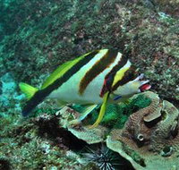 Palm Beach Reef Dive Site - Food Delivery Shop