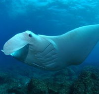 Manta Bommie Dive Site - Pet Food Australia