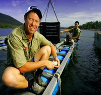 Armstrong Oysters - Pet Food Australia