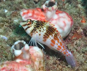Cook Island Dive Site - Food Delivery Shop 3