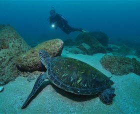 Cook Island Dive Site - Food Delivery Shop 2