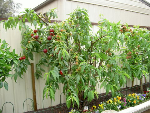 Fruit Salad Tree Company - Food Delivery Shop 4