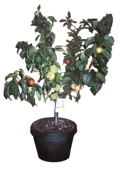 Fruit Salad Tree Company - Food Delivery Shop 5