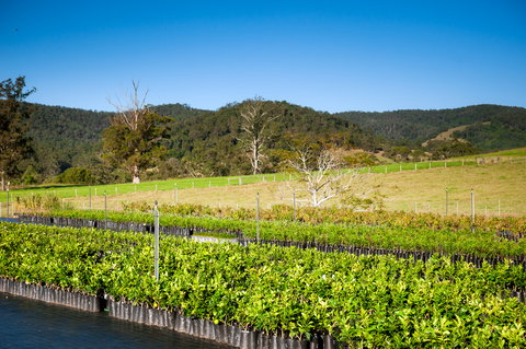 Fruit Salad Tree Company - Food Delivery Shop 6