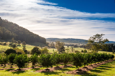 Fruit Salad Tree Company - Food Delivery Shop 7