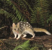 Tarkine Forest Reserve - Food Delivery Shop