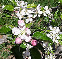Avro Park Orchards - Food Delivery Shop