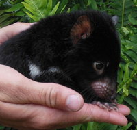 Crawn Motors - Pet Food Australia