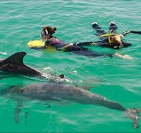 Rockingham Wild Encounters - Swim with Wild Dolphins - Food Delivery Shop