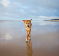 Fraser Island Adventure Tours - Pet Food Australia
