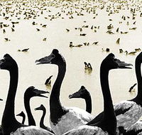 Tin Shed Art Gallery - Food Delivery Shop