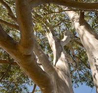 Lindsay Pryor Walk Australian National University - Food Delivery Shop