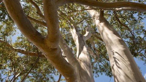 Lindsay Pryor Walk, Australian National University - Food Delivery Shop 0