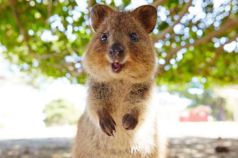 Rottnest Island Tour From Perth Or Fremantle Including Bus Tour - Food Delivery Shop 6