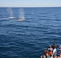 Blue Whale Perth Canyon Expedition - Food Delivery Shop