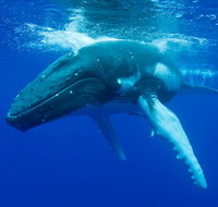 Dunsborough Whale Watching Eco Tour - Food Delivery Shop