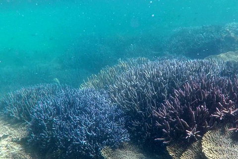 Abrolhos Island Half Day Fly And Flipper - Food Delivery Shop 1