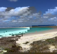 Abrolhos Island Half Day Fly and Flipper - Food Delivery Shop