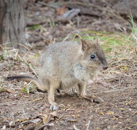 Nocturnal Wildlife Tour from Busselton or Dunsborough - Food Delivery Shop