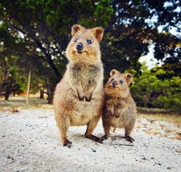 Rottnest Island All-Inclusive Grand Island Tour from Fremantle - Food Delivery Shop