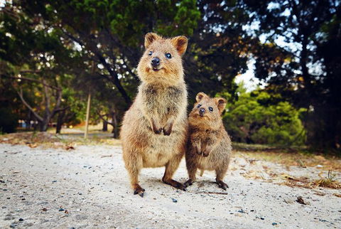Rottnest Island All-Inclusive Grand Island Tour From Fremantle - Food Delivery Shop 0