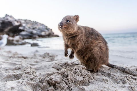 Rottnest Island All-Inclusive Grand Island Tour From Fremantle - Food Delivery Shop 3