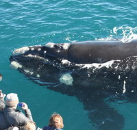 Augusta Whale Watching Eco Tour - Food Delivery Shop