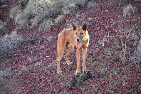 20 Day Perth To Darwin Adventure - Food Delivery Shop 11