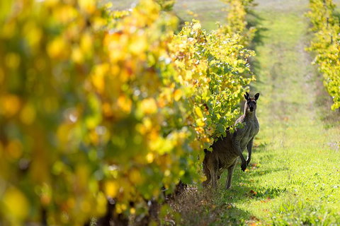 Full-Day Winery And Brewery Tour In Margaret River With Lunch - Food Delivery Shop 6