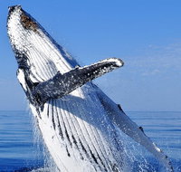 Whale Watching Tour - Food Delivery Shop