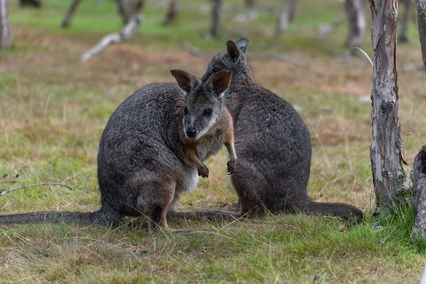 Phillip Island Penguin Parade Express Tour From Melbourne - Food Delivery Shop 1