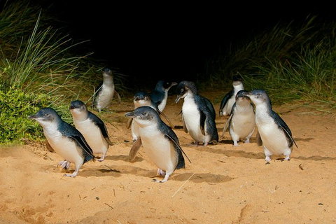 Phillip Island Penguin Parade Express Tour From Melbourne - Food Delivery Shop 0