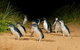 Phillip Island Penguin Parade Express Tour From Melbourne - thumb 2