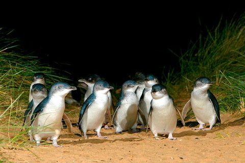 Phillip Island Penguin Parade Express Tour From Melbourne - Food Delivery Shop 3