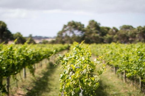 Phillip Island Wine Experience Tour - Food Delivery Shop 0