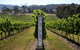 The Ultimate Yarra Valley Food And Wine Small Group Tour (Max 6 Guests) - thumb 27