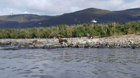 Fresh From The Ocean: Tasmanian Seafood Gourmet Full-Day Cruise Including Lunch - Food Delivery Shop 11