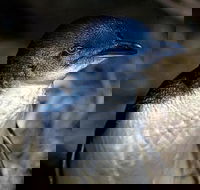 Bonnet Island Experience departing from Strahan - Food Delivery Shop