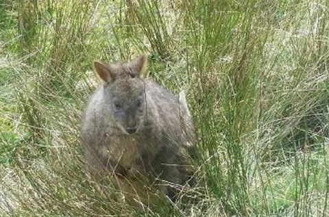 Leven Canyon Day Trip Including Wings Wildlife Park Or Gunns Plains Caves From Devonport, Ulverstone Or Burnie - Food Delivery Shop 0
