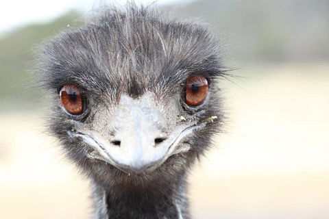 ZOODOO ZOO Tour, Meet The Famous Tasmanian Devil, Cuddle A Kangaroo, Feed A Lion - Food Delivery Shop 1