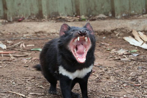 ZOODOO ZOO Tour, Meet The Famous Tasmanian Devil, Cuddle A Kangaroo, Feed A Lion - Food Delivery Shop 0