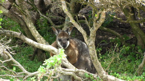 Kangaroo Island In A Day Tour From Adelaide - Food Delivery Shop 23