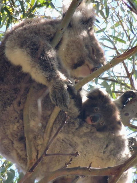 Kangaroo Island In A Day Tour From Adelaide - Food Delivery Shop 16