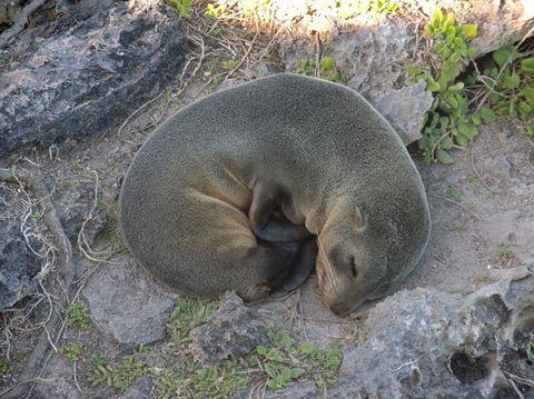 Kangaroo Island In A Day Tour From Adelaide - Food Delivery Shop 12