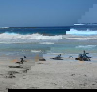 Kangaroo Island in a Day Tour from Adelaide - Food Delivery Shop