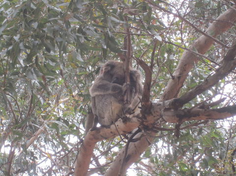 Kangaroo Island In A Day Tour From Adelaide - Food Delivery Shop 22