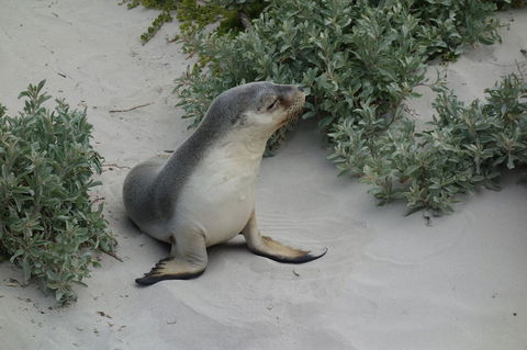 Kangaroo Island In A Day Tour From Adelaide - Food Delivery Shop 19
