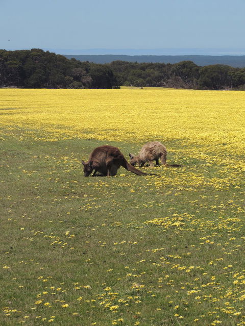 Kangaroo Island In A Day Tour From Adelaide - Food Delivery Shop 14