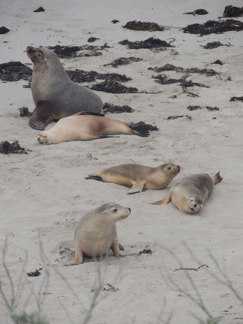 Kangaroo Island In A Day Tour From Adelaide - Food Delivery Shop 15